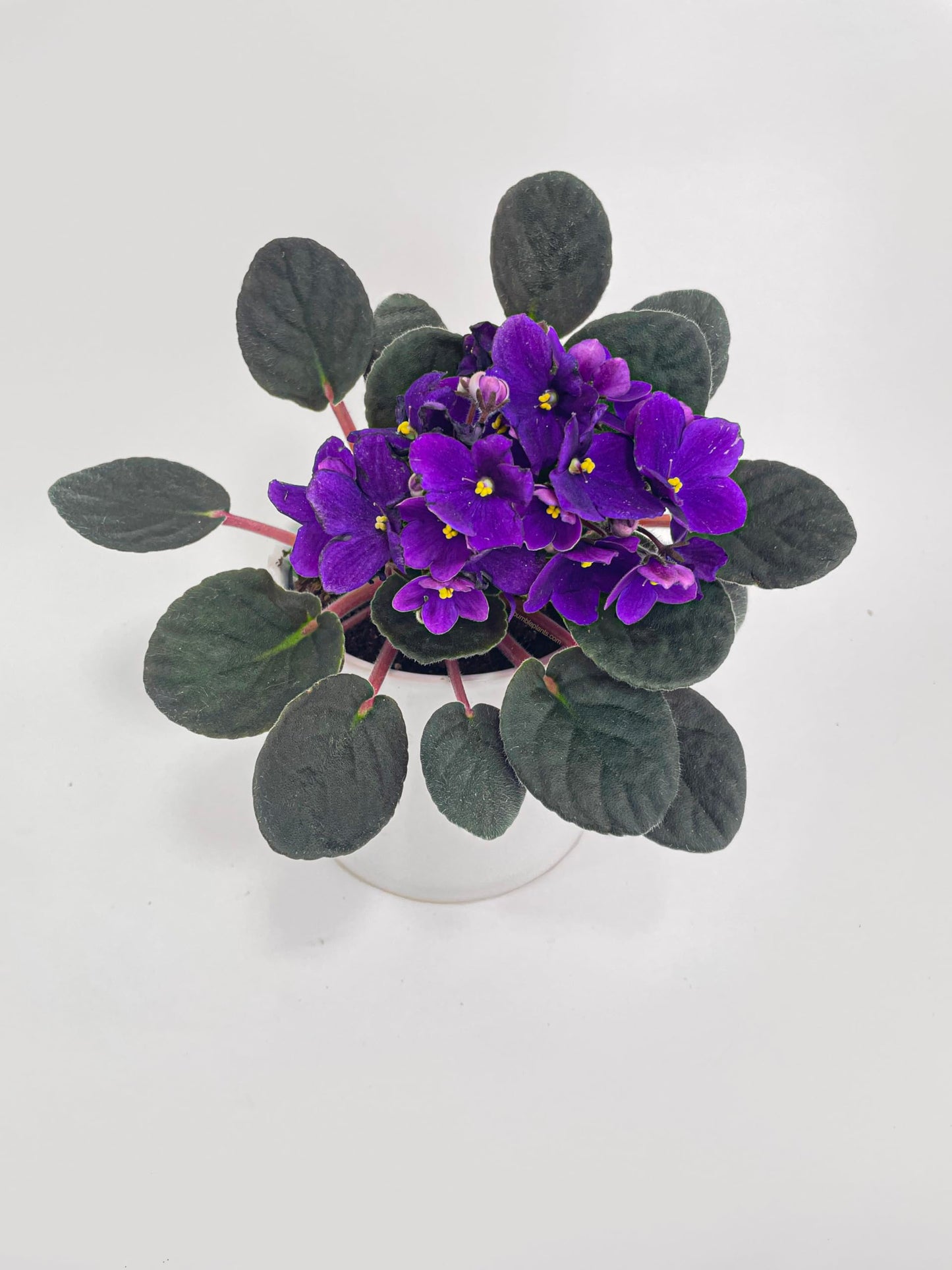 African Violet Live Plant Purple Flowers 4" Pot Indoor Houseplant Blooming Live Flowering Plant Easy Care Gift for Home or Office