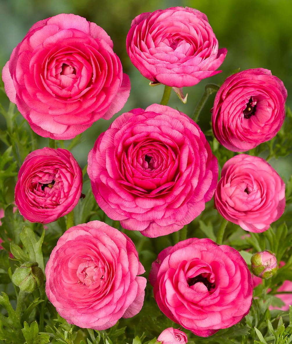 Mixed Peony Ranunculus Bulbs- Persian Buttercup -10 Corms Bulbs Flowering Blooms Perennial Bulbous Root Garden Plant (Pink)