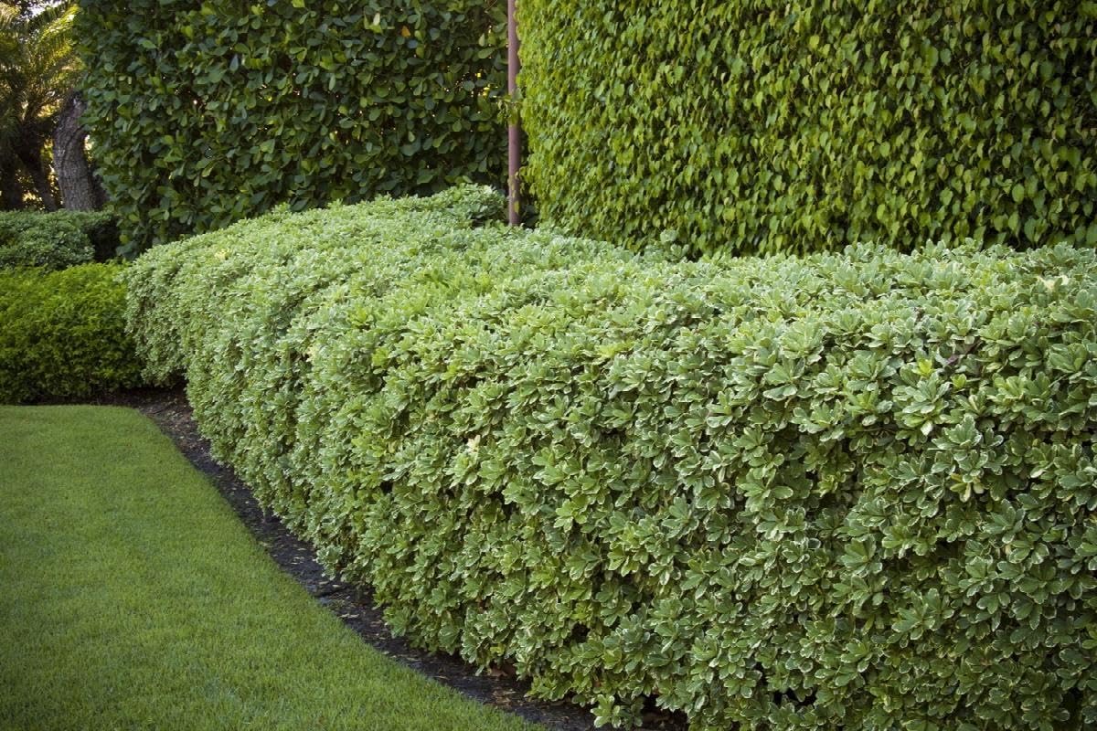 Pittosporum Variegated | 2 Extra Large Trade 3 Gallon Plants | Pittosporum Tobira 'Variegata' | Elegant Foliage | Low Maintenance