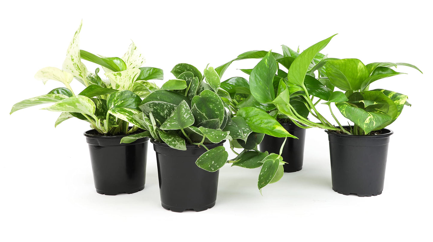 Money Tree Plant Indoor House Plants, Chinese Money Plant Decor, Bonsai Tree Feng & Live Pothos Plants (4PK) Indoor Plants Live Houseplants, Pothos Live Plant House Plants Indoors Live Plants