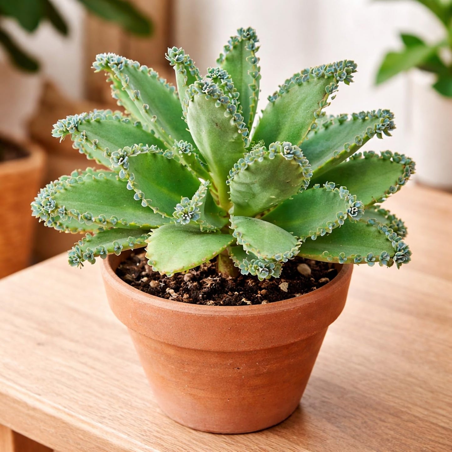 Mother of Thousands Live Plant –Medium Adult in 2 Inch Pot - Kalanchoe Succulent with Baby Plantlets – Easy Care Indoor Succulent Houseplant