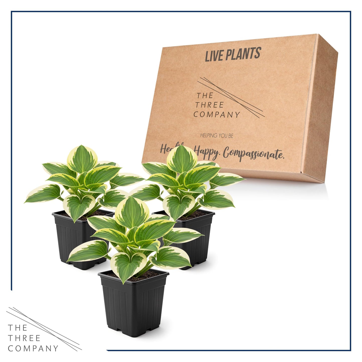 Live Perennial Hosta - Bedazzled (3 Plants Per Pack) Beautiful Accent Plant, 10" Tall by 4" Wide in 1 Qt Pot