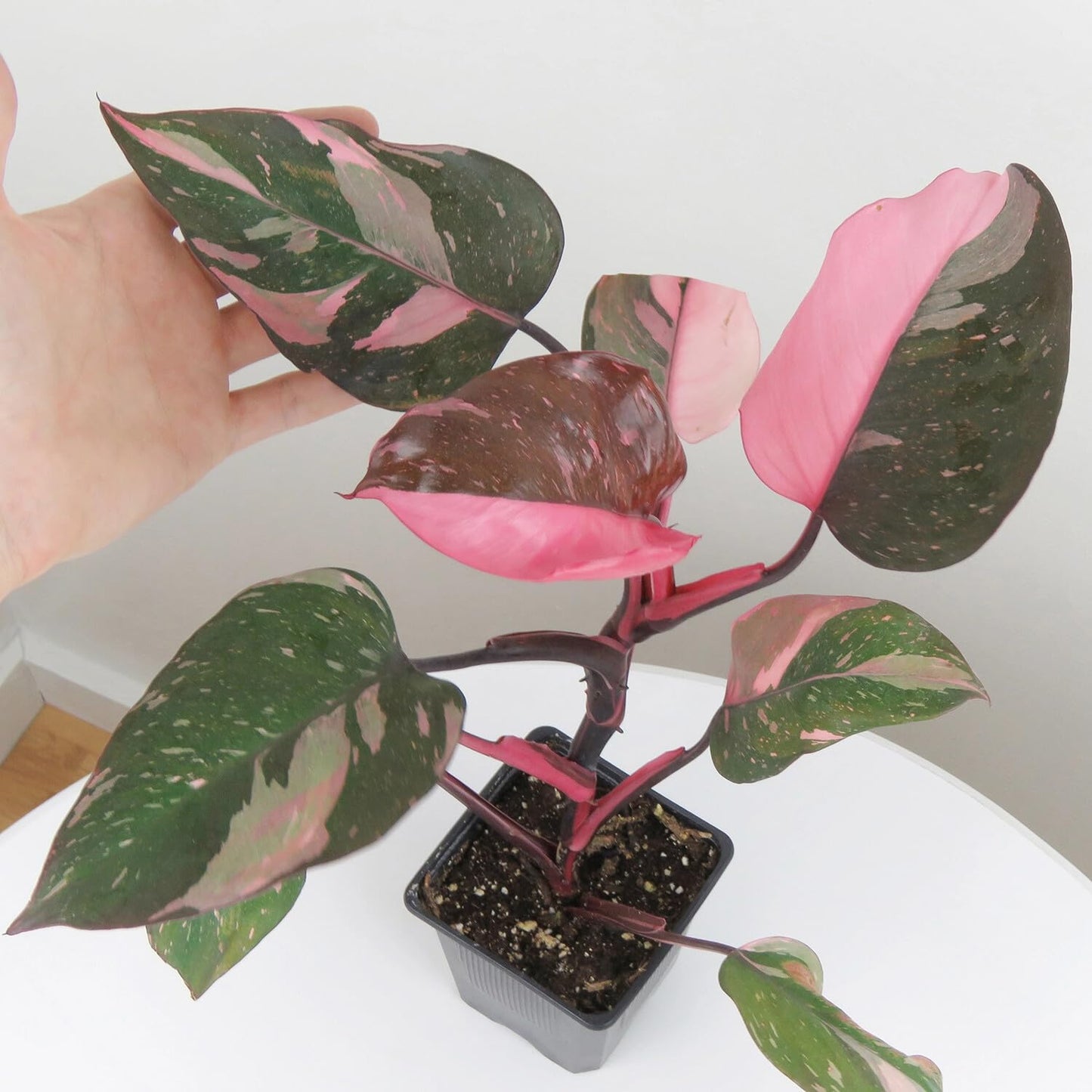 Live Plant - Pink PRINCESSVariegated Philodendron Small Rooted Starter Plant