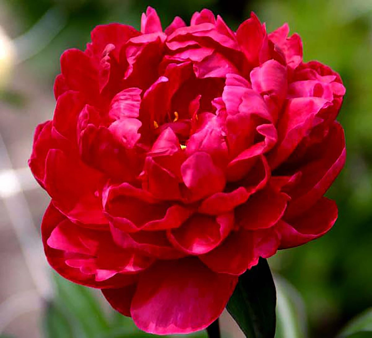 Mons Martin Cahuzac Peony - Double Maroon Peony Bare Root 3-5 Eyes