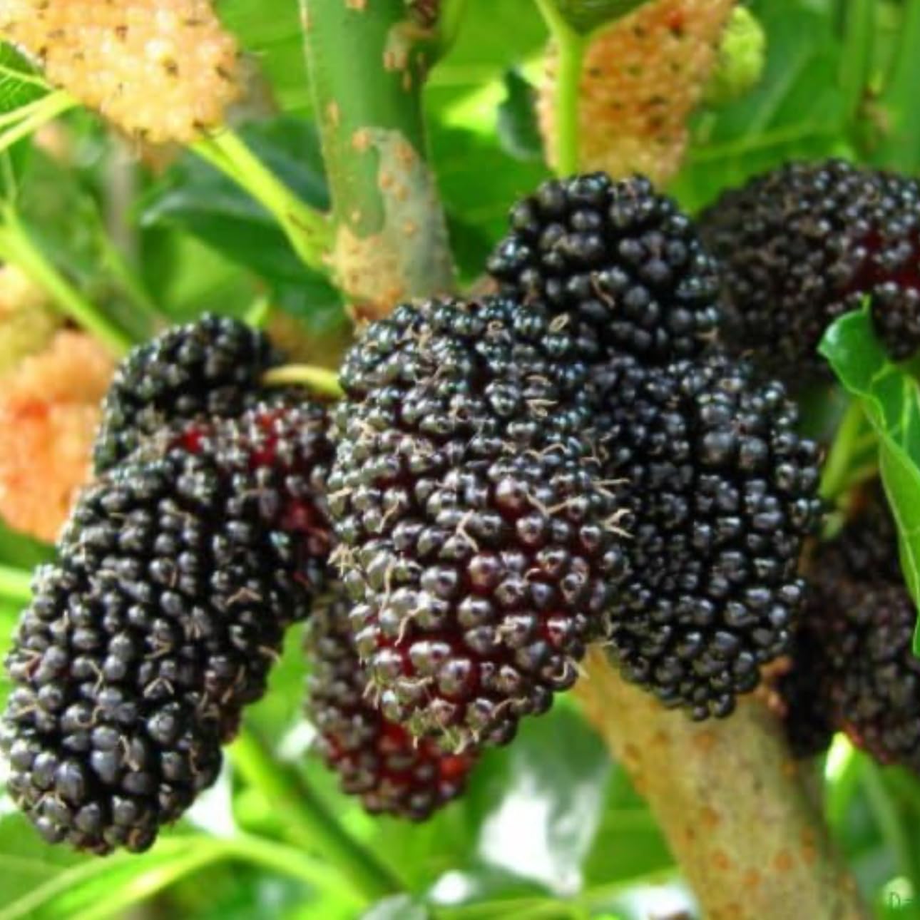Mulberry Dwarf Everbearing 1 Live Plant in 3x6 Inch Pot