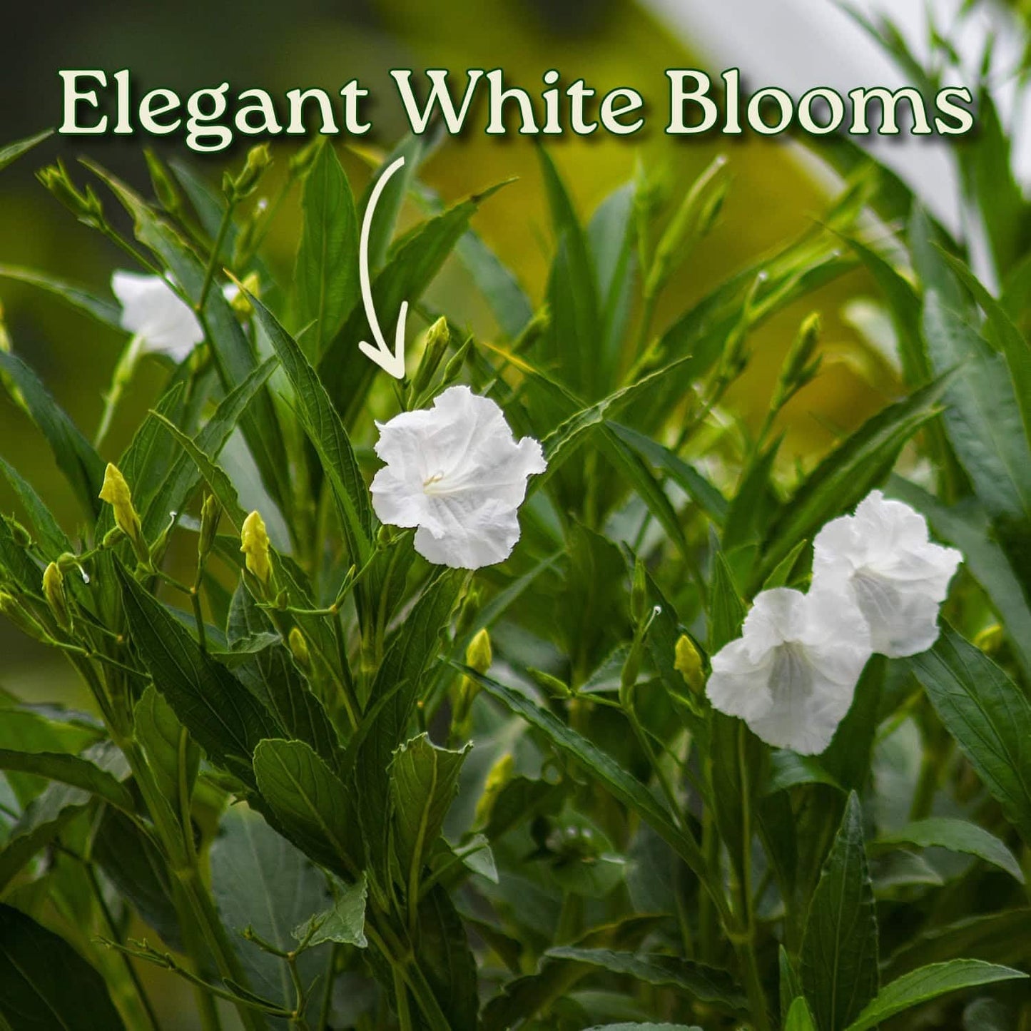 Tropical Plants of Florida White Ruellia Live Plant - 3 Gallon 26 to 34 Inch Tall Flowering Shrub Outdoor Garden Border Hedge Plant