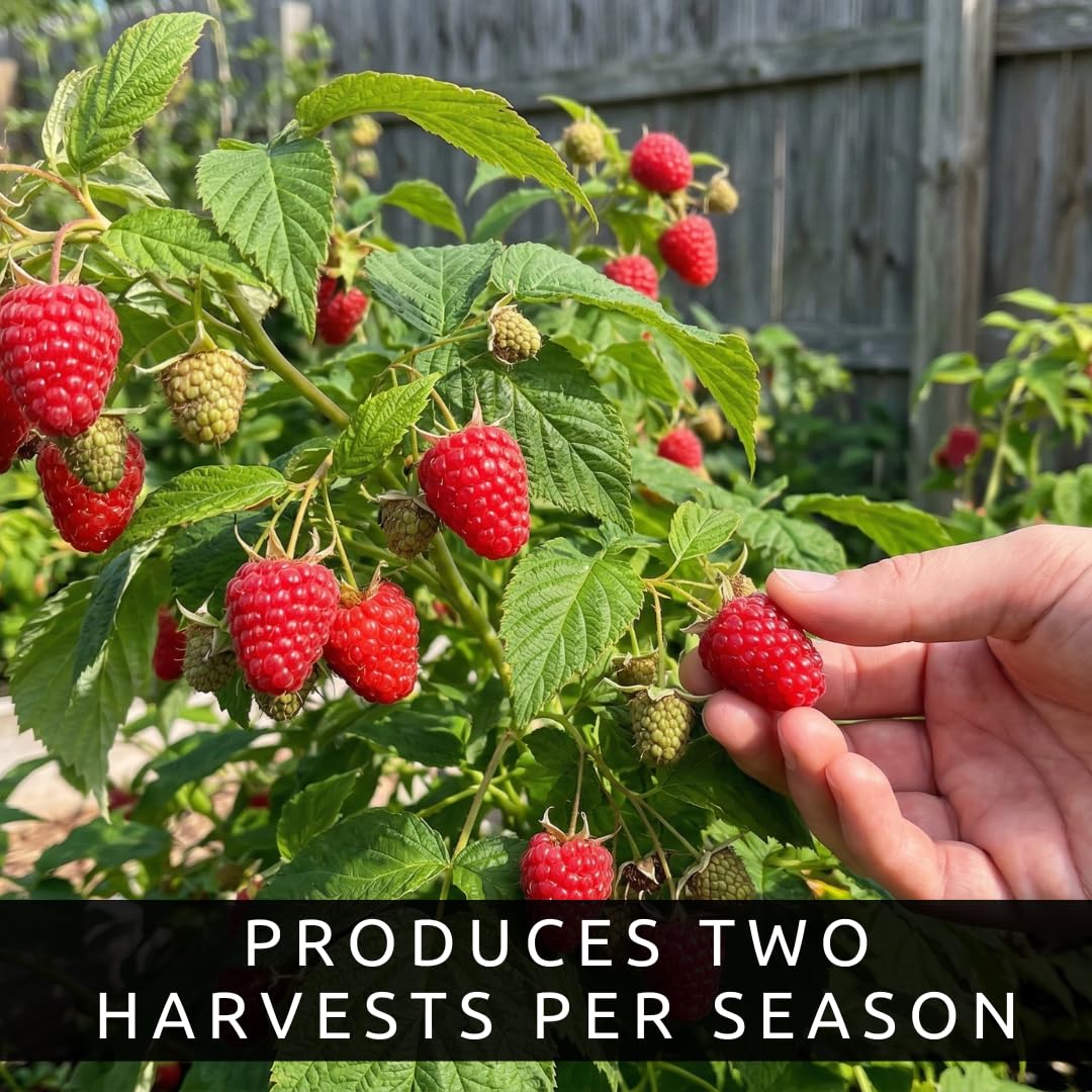 5 Heritage Everbearing Red Raspberry Plants (5 Lrg 2yr Bare Root Canes) Zone 3-8
