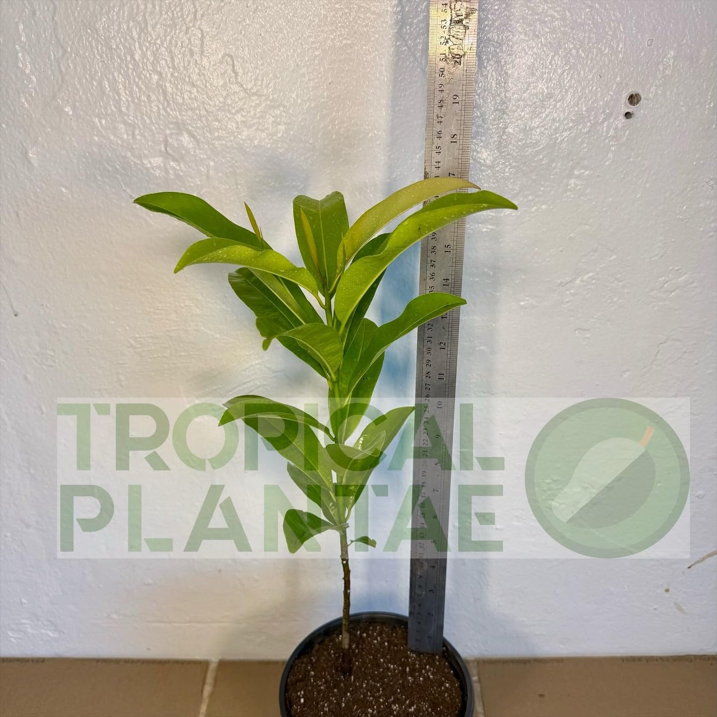Chico Sapote Tree (Manilkara zapota) – Sapodilla Live Tropical Fruit Plant 1–2 ft Tall TropicalPlantae
