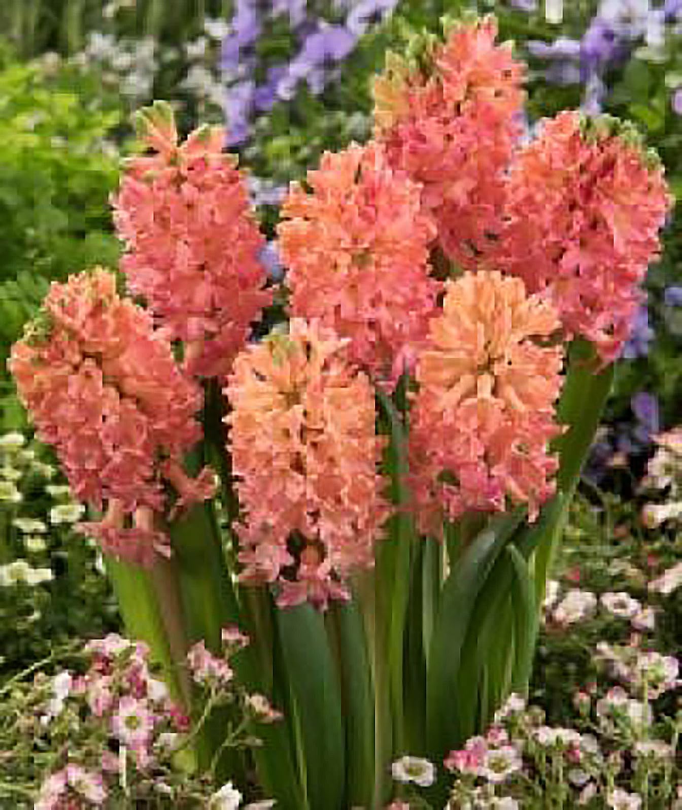 5 Sweet Invitation Hyacinth Bulbs - Bare Root, 16-17 cm, Zones 4-10 (Pre-Chilling Required for Zones 8-10), Gorgeous Spring Blooms