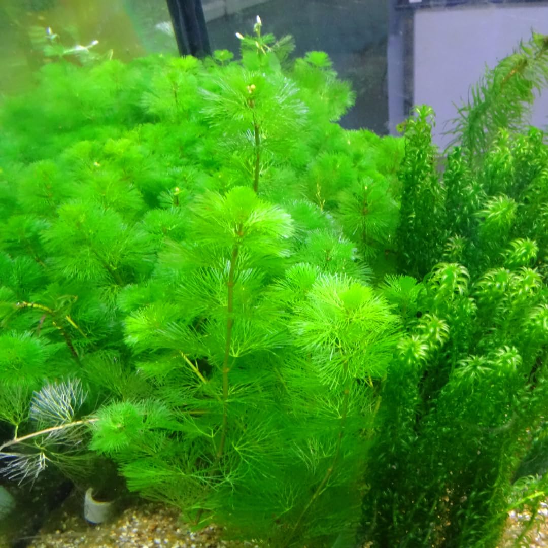 7 Green Cabomba Plants Live, Aquarium Plants Live, Live Cambomba Plant, 4 to 6 Inc Tall Aquatic Pond Plant