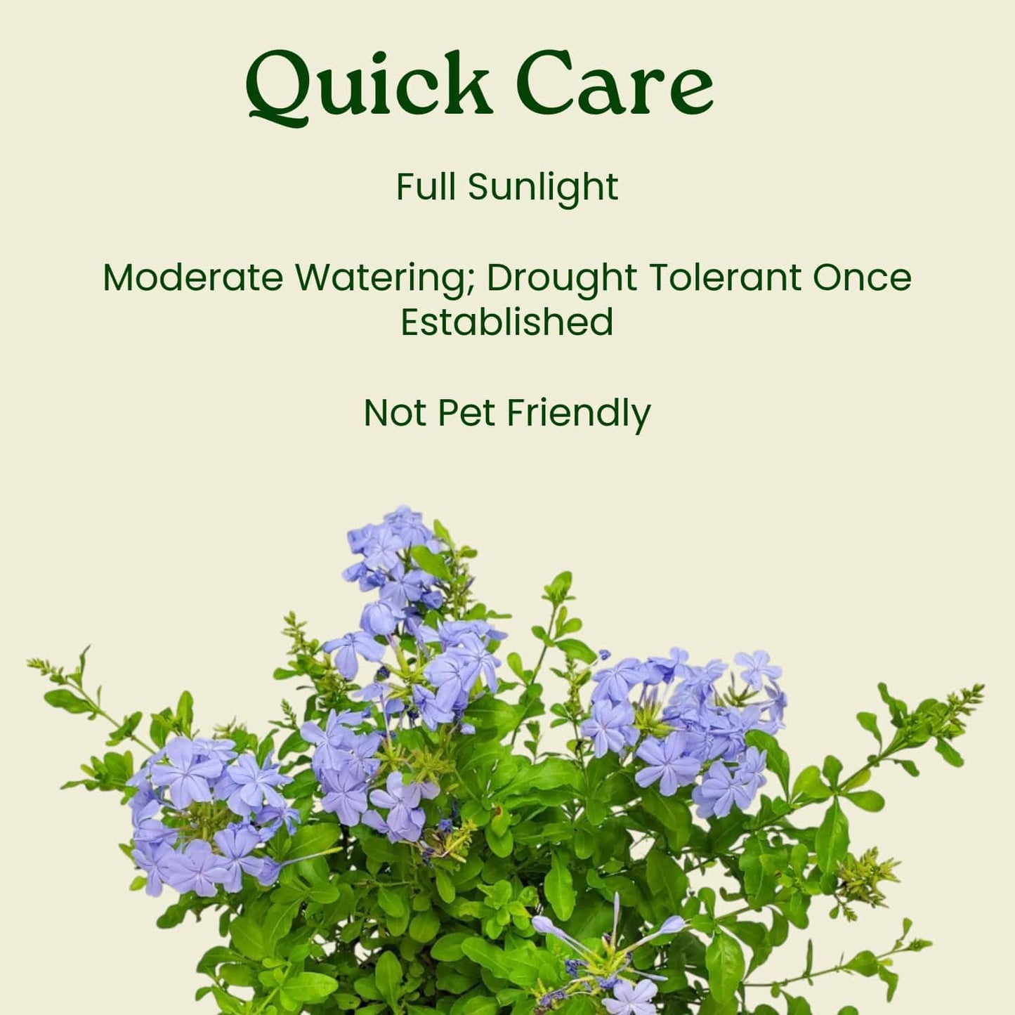 Plumbago Plant Imperial Blue - Live Flowering Plant - Overall Height 20" to 24", 3 Gallon Pot - Tropical Plants of Florida