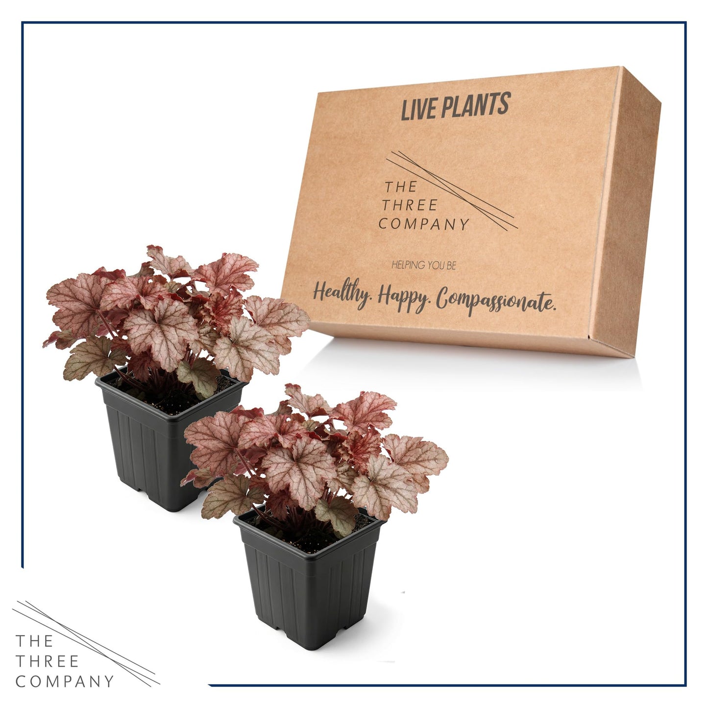 Live Heuchera Coral Bells 2-Pack – Peach Parfait – Shade Perennial Foliage Plant, 10” Tall, 1 Qt Pot
