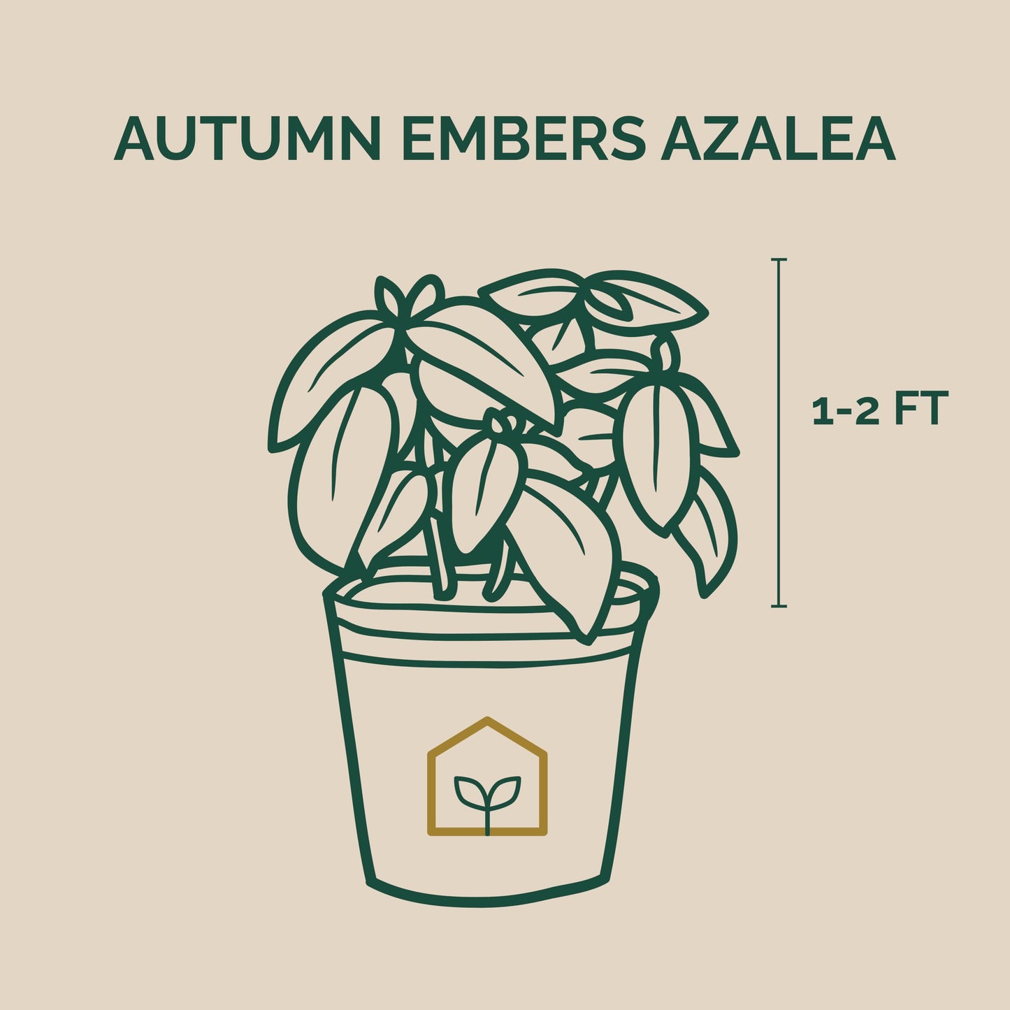 Autumn Embers® Encore® Azalea 3-Gallon