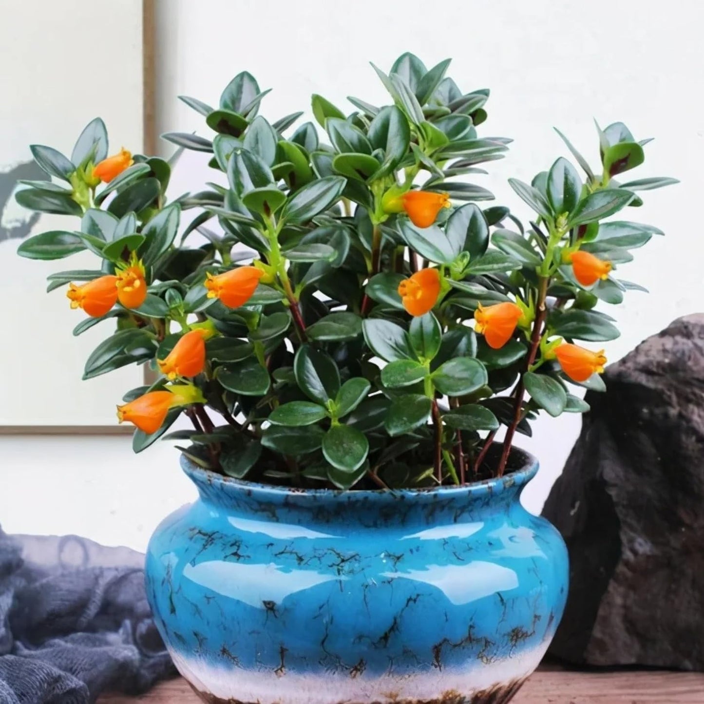 Goldenfish Plant for Planting in 4-Inch Pot | Vibrant Trailing Goldfish Live with Orange Blooms | Perfect for Indoor Displays | Unique Gift for Plant Enthusiasts