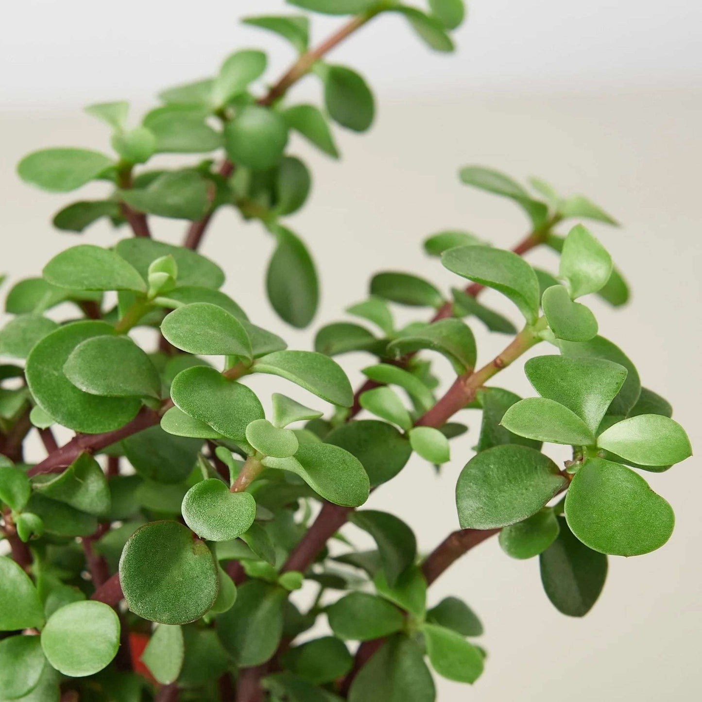 Succulent Portulacaria Rainbow Bush Live Plant for Indoor | Different Houseplants in 4'' & 6'' Pot | Real House Plant for Living Room, Office, Desk & Bathroom | Rainbow