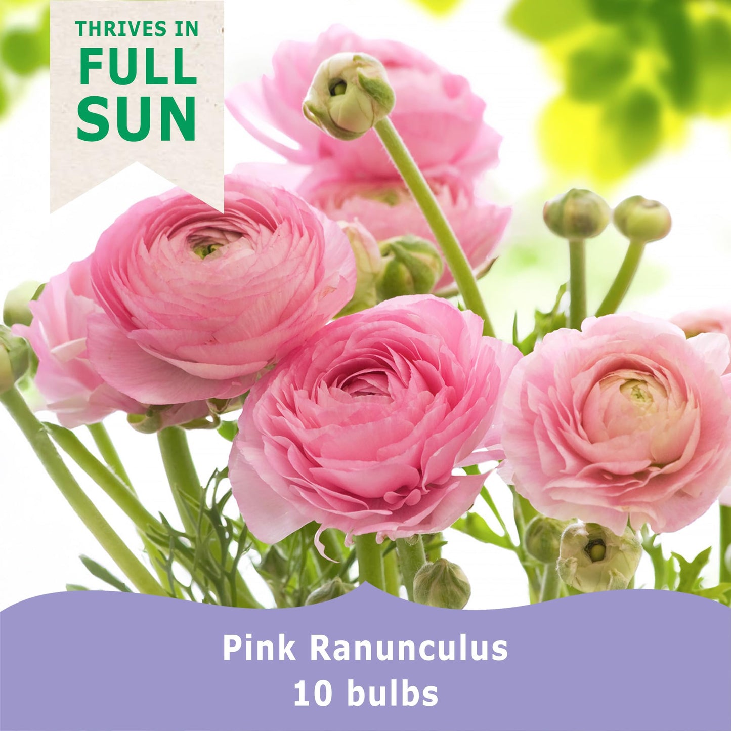 Bloomingbulb Pink Ranunculus Flower Bulbs (10-Pack) 🌸 Perennial Bulbs for Planting Outdoors – Lush, Layered Blooms – Elegant Fall Flowers Bulbs for Beds & Bouquets