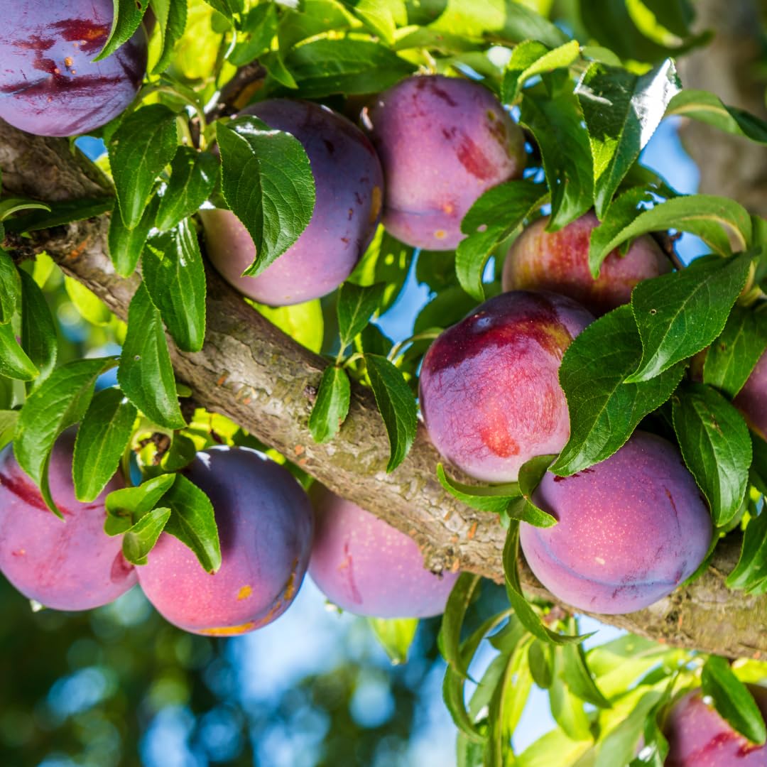 Live Red Plum Fruit Tree, Sweet Fruit Tree, 3 Feet Tall in 3 Gallon Pot, Ready for Outdoor Planting, No Ship to CA