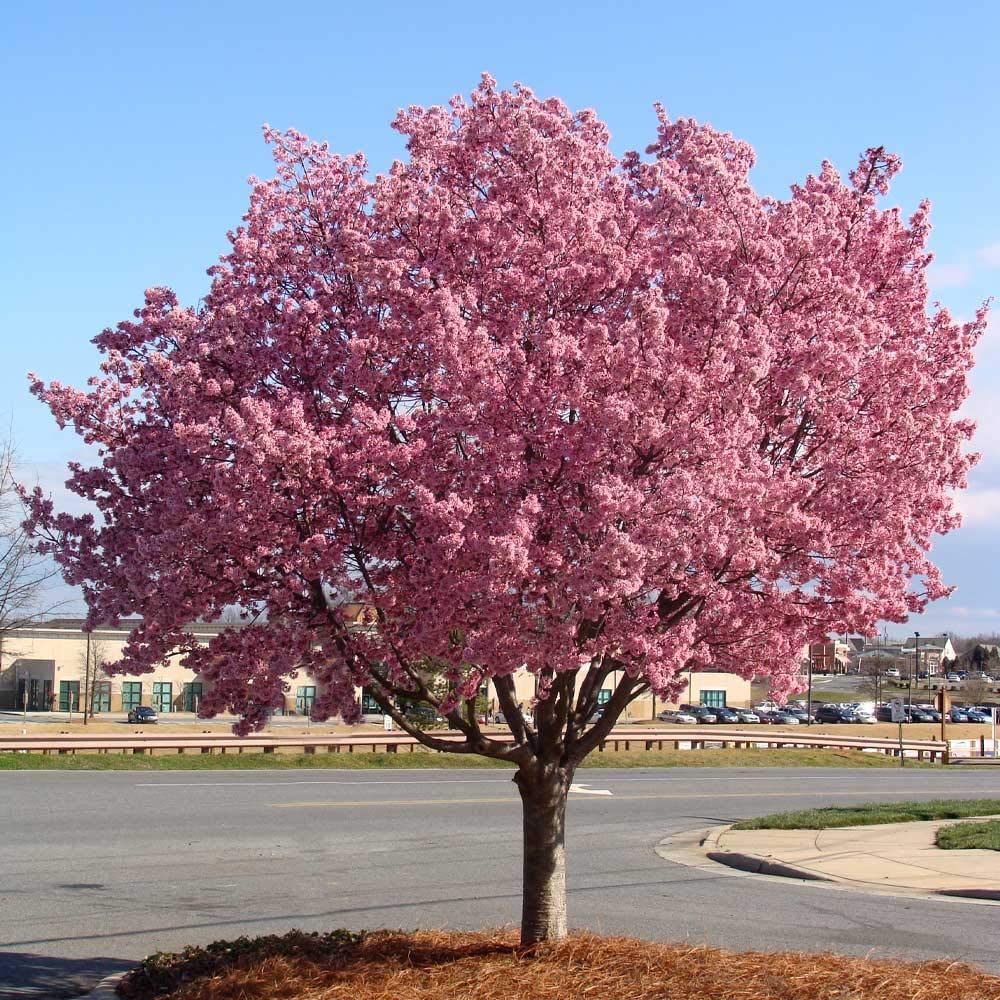 Brighter Blooms - Kwanzan Cherry Tree, 4-5 ft. - No Shipping to AK, AZ, CA, CO, HI, ID, OR, WA