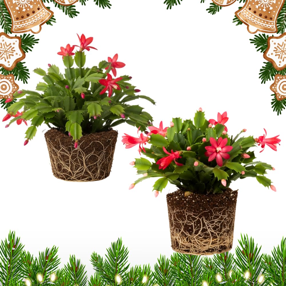 2 Red Christmas Cactus Plants, Thanksgiving Cactus 3-6 Inch Tall, Winter Succulents Flowers Container Hanging Basket Indoor Outdoor Planting