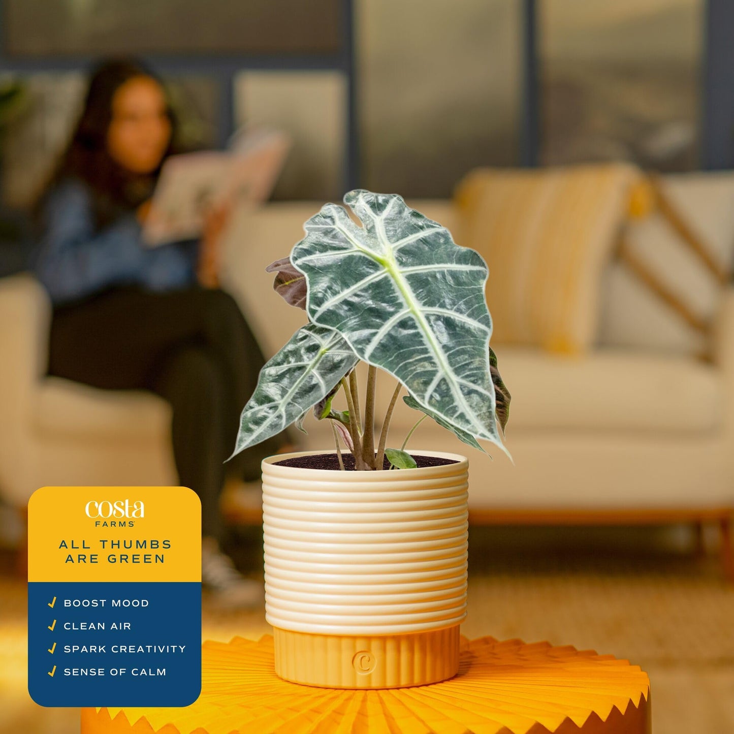 Costa Farms Alocasia Polly Live Plant in Decorative Pot, Indoor Houseplant, Perfect for Home, Room, or Office Decor, Great House Warming or Birthday Gift, 12-18 Inches Tall