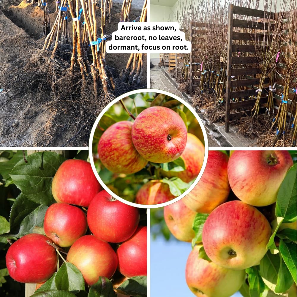 Honey Crisp Apple Tree Live Plant, Apple Plant Live for Planting, Bareroot 2-3 Feet Tall, Apple Fruit Tree Ready to Grow Your Garden