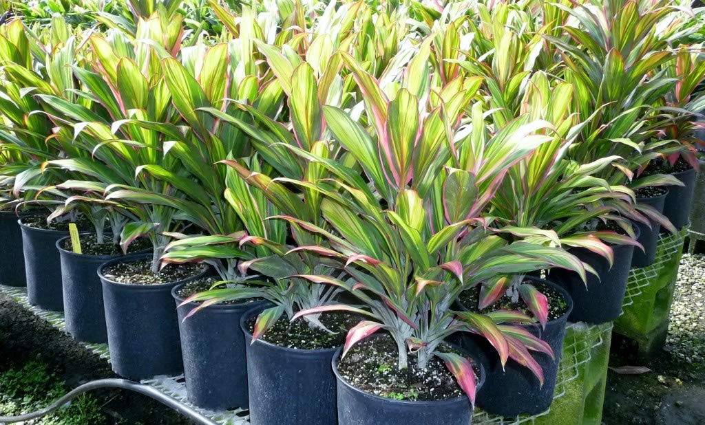 Cordyline Kiwi Ti Plant - Live Plant in an 10 Inch Growers Pot - Cordyline Fruticosa 'Kiwi' - Florist Quality Beautiful Indoor Outdoor Air Purifying Houseplant
