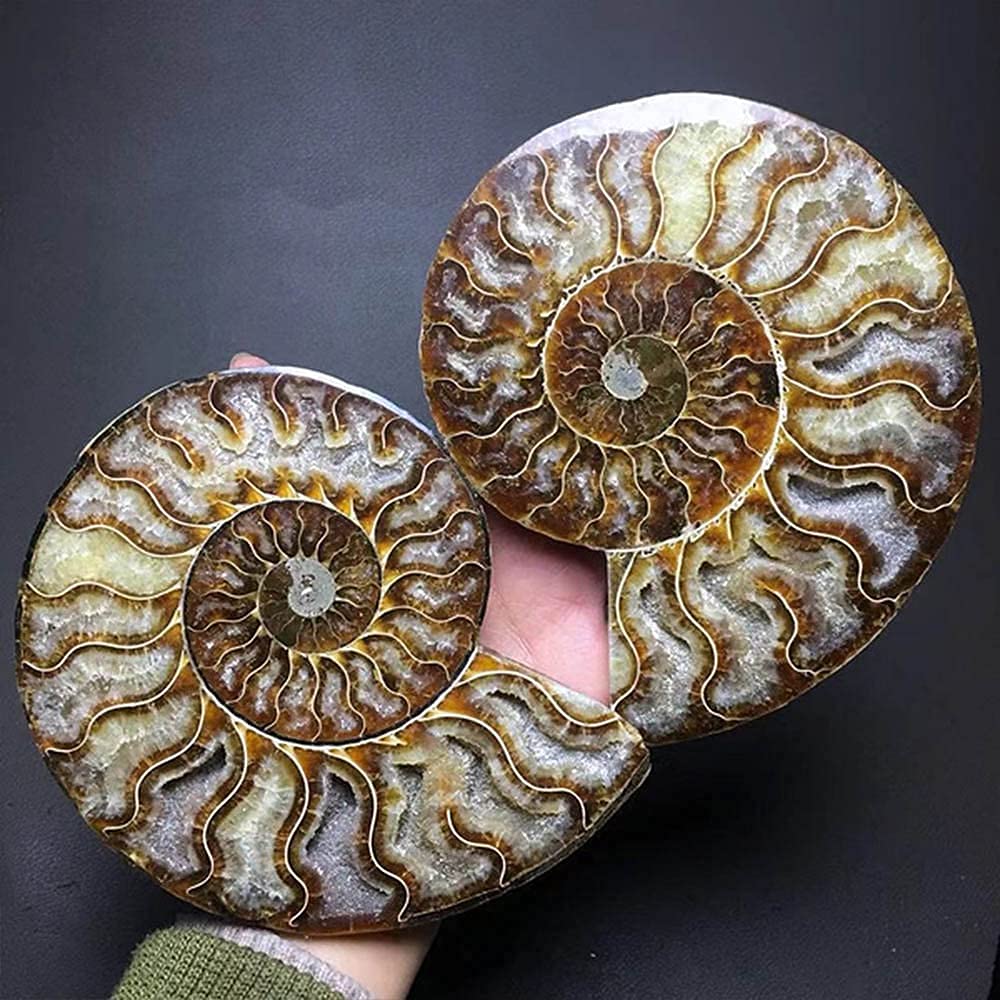 RALDMOV Natural Beautiful Ammonite Fossil Conch Specimen Collectibles Home Decor Gifts Ornament (6-7in)