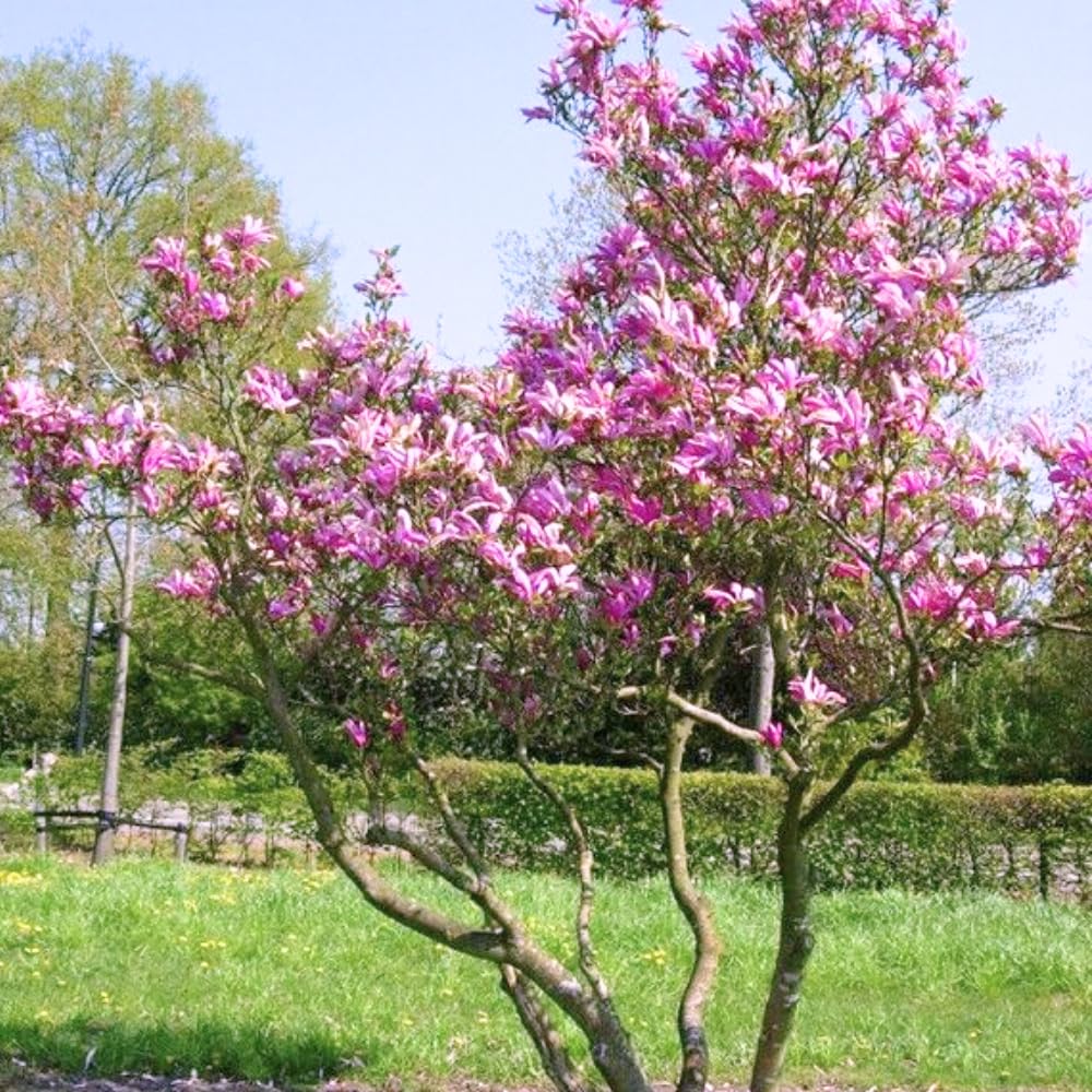 Magnolia Tree Live, Cold Hardy Jane Magnolia Live Plant, Vibrant Pink Flowering Tree for Outdoor Landscaping, 3 Gallon Pot, 2 to 3 Feet Tall, No Ship to CA