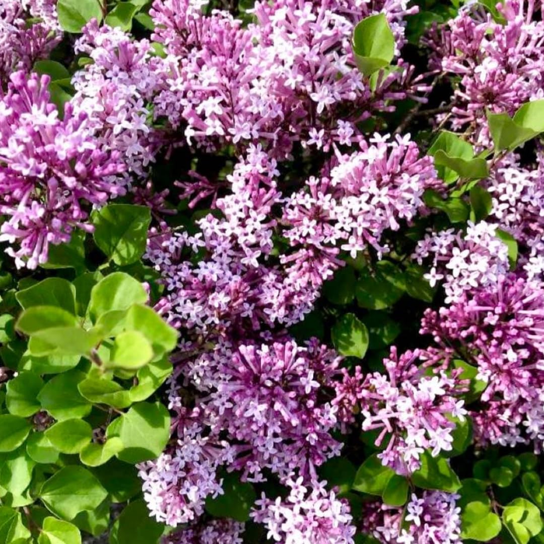 Lilac Live Shrub in Quart Pot, Vibrant Pink Blooms, Spring Fragrant Flower Bushes, Easy Grow, Outdoor Garden Planting
