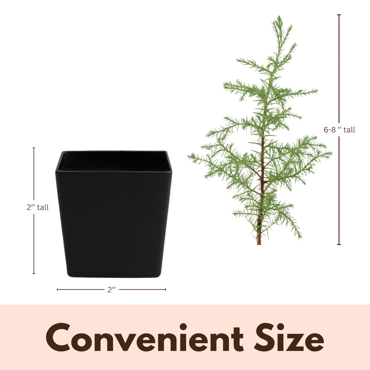 My Shelfie – Arizona Cypress Bonsai Starter Tree (Cupressus arizonica), Live Evergreen Plant for Indoor or Outdoor Bonsai Forest Garden, Home & Living Room Décor (1)