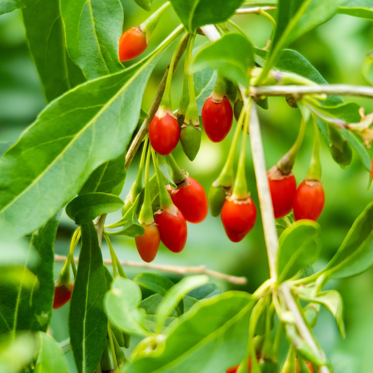 Perfect Plants Goji Berry Bush in 1 Gallon Grower's Pot | Delicious Wolfberry for Outdoor Planting | Fresh Antioxidant Packed Fruits | Fully Mature for Home Gardens