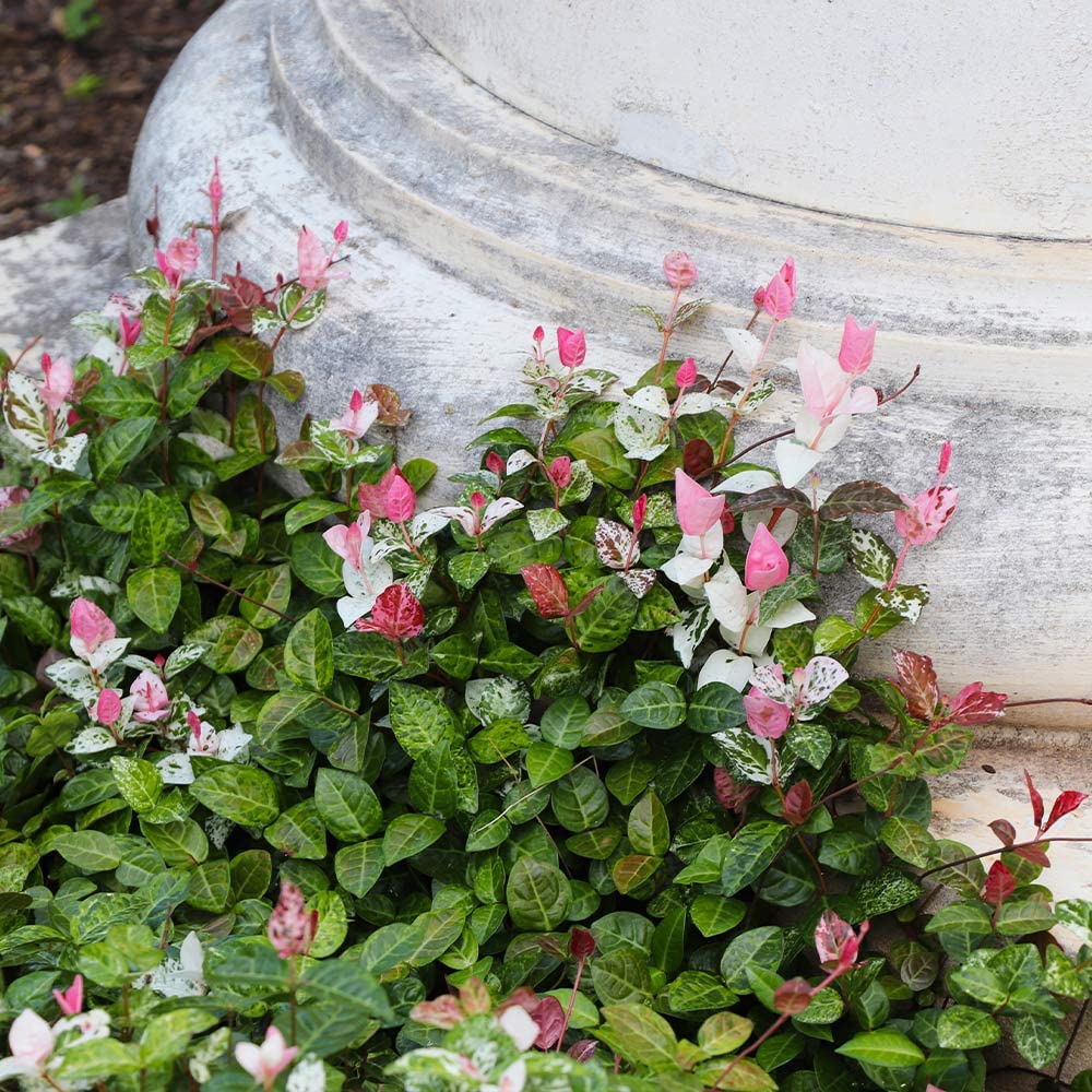 Brighter Blooms - Snow-N-Summer Asiatic Jasmine Shrub, 1 Gallon - Live Plant - No Shipping to AK, AZ, HI