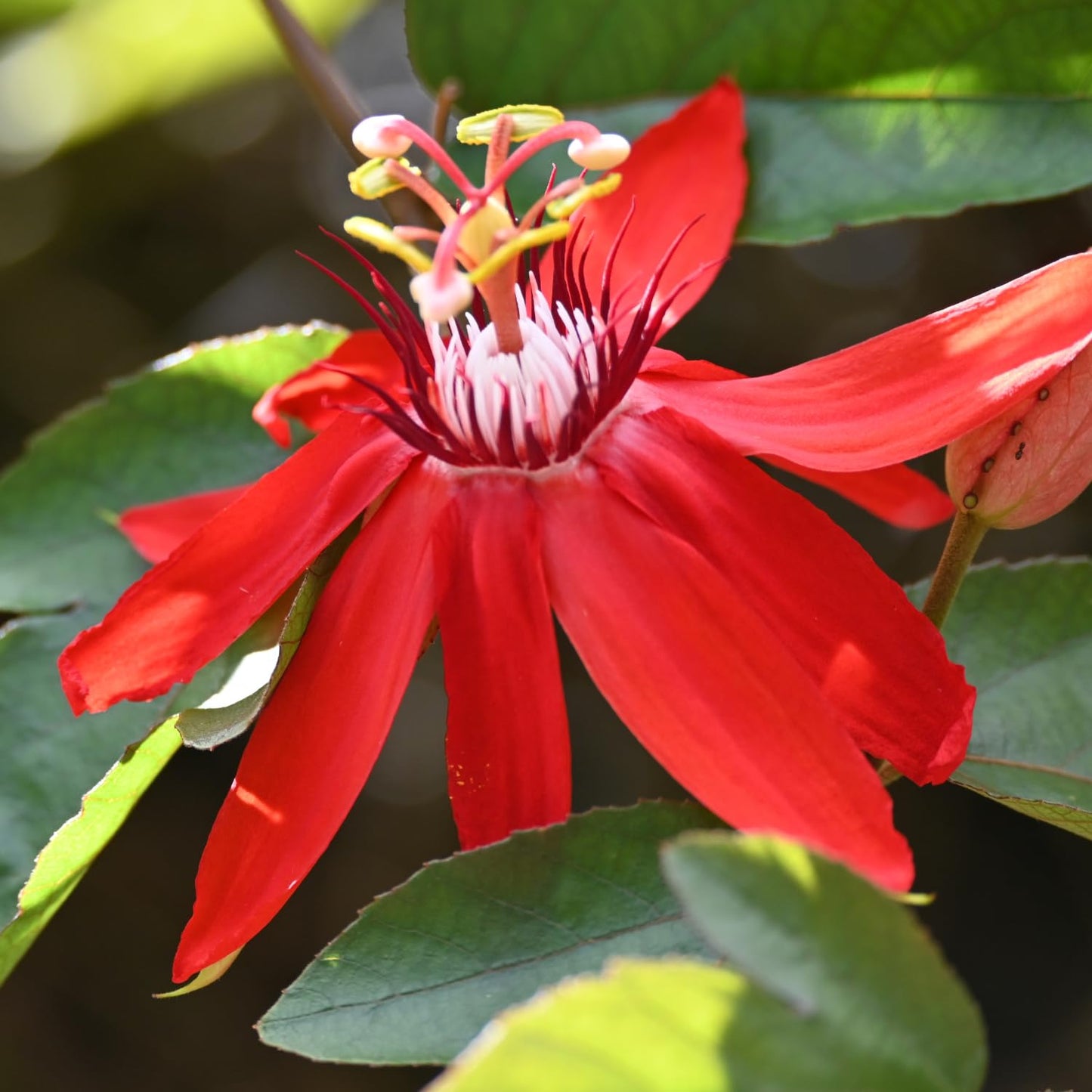 3 Live Red Passion Flowers Plants, 4 to 8 Inch Fragrant Passion Flowers Vine - Perennial Passiflora Passion Flowers Live Plants Outdoor Garden, Passion Flowers Vine