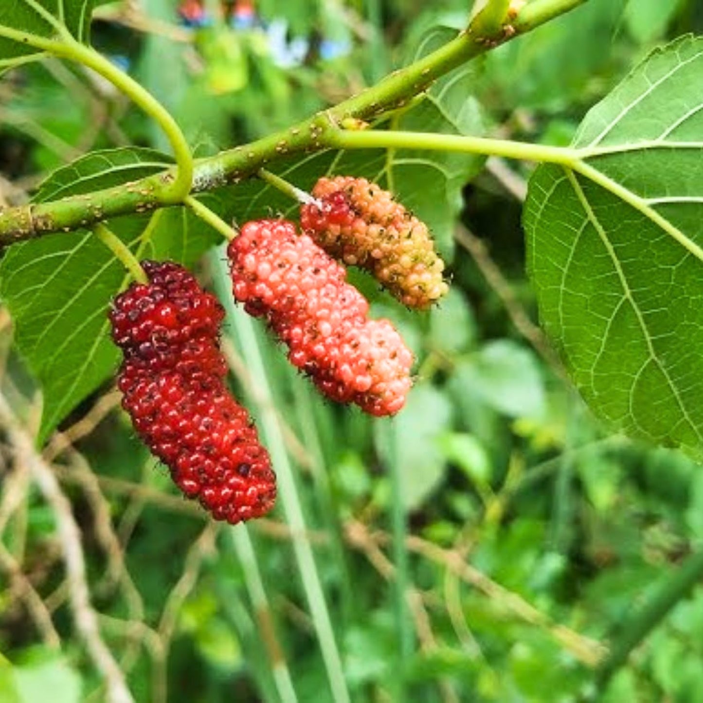 2 Red Mulberry Plants Live, 5-9 Inch Tall, Mulberry Fruit Trees Live Plants, Mulberry Seedlings
