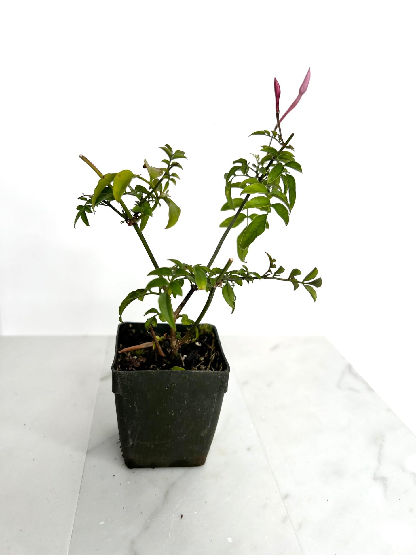 Mini Pink Jasmine Vine Starter Plant | Jasminum Polyanthum | 2 inch Pot