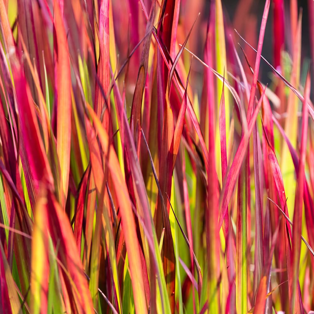 YouGarden Imperata Blood Grass 'Red Baron', Set of Three Established Plants in 9cm Pots, Decorative Grasses for Gardens, Garden Ready Established Red Ornamental Grass