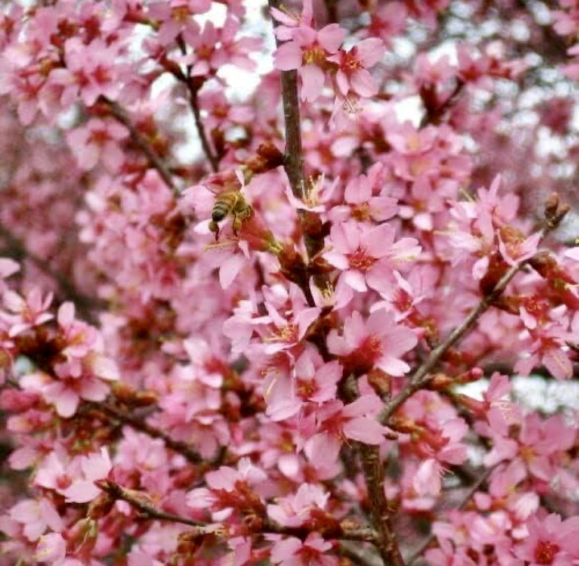 Okame Flowering Cherry Tree - 10-16" Tall Live Plant - Quart Pot - Pink Cherry Blossom Seedling - Prunus 'Okame'