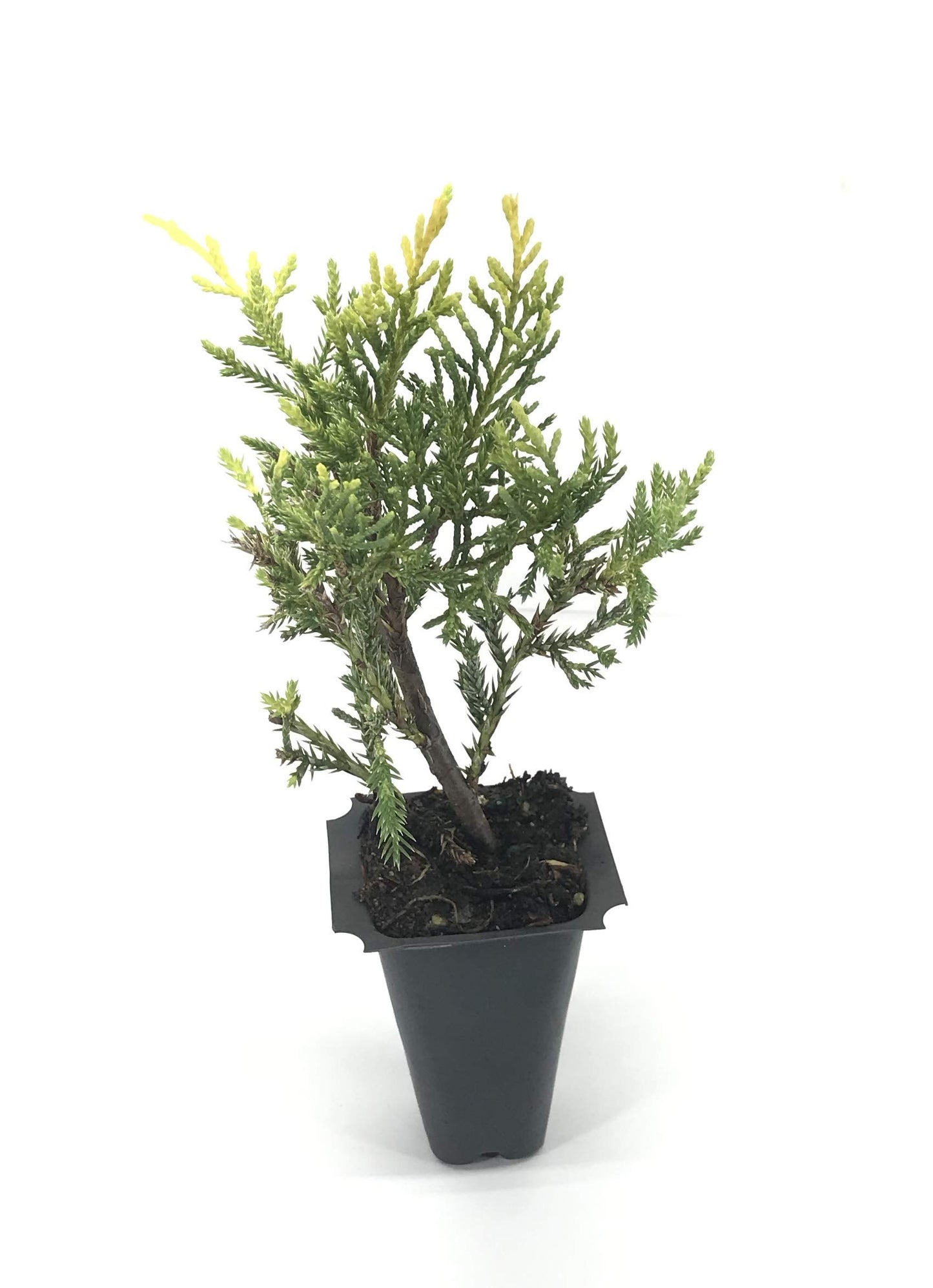 Saybrook Gold Juniper - 10 Live Plants - Juniperus Chinensis - Hardy Evergreen Ground Cover