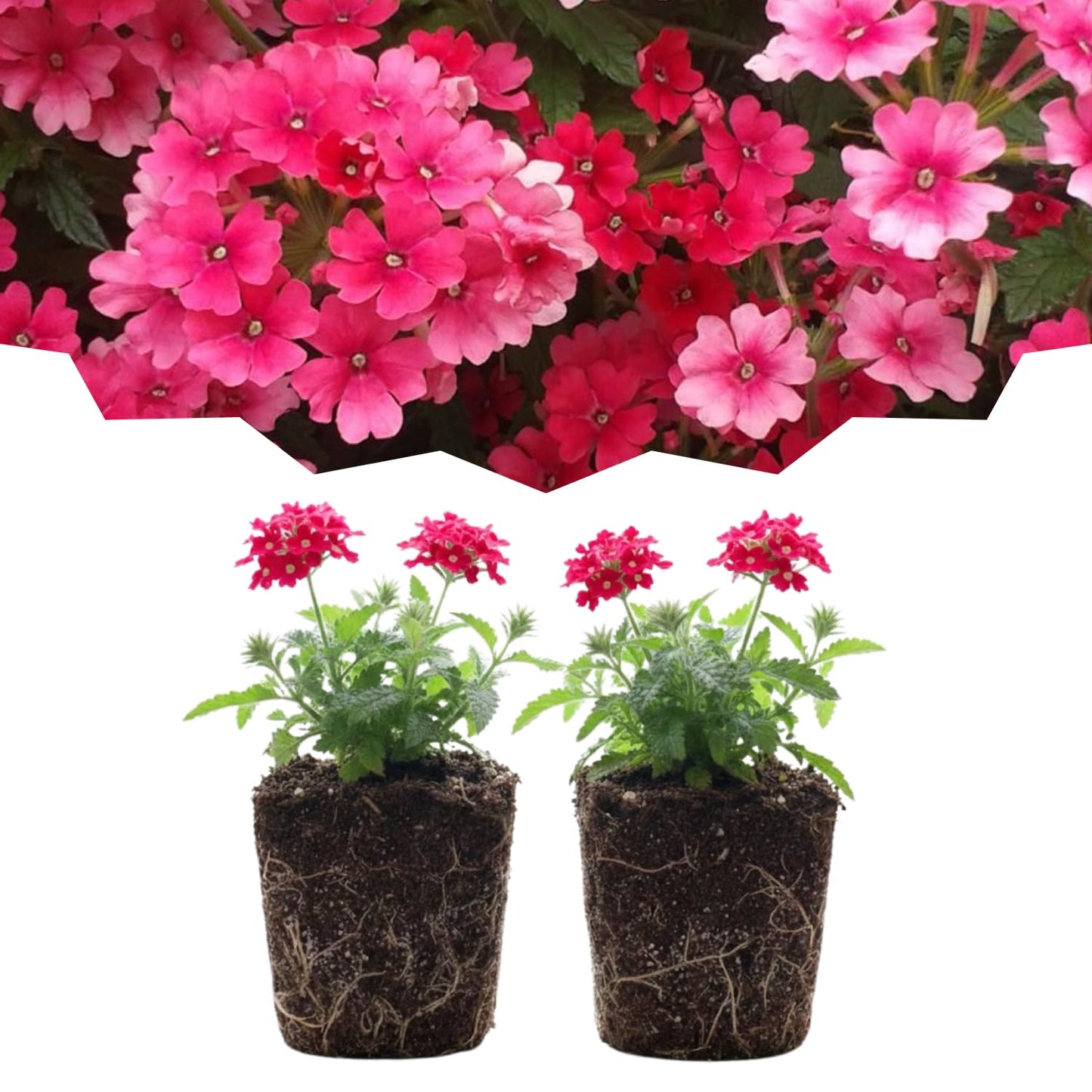 Set 2 Verbena Live Plants, Perennial Verbena Flowers, Long-Lasting, Hardy Flowering Plant for Planting (Pink)