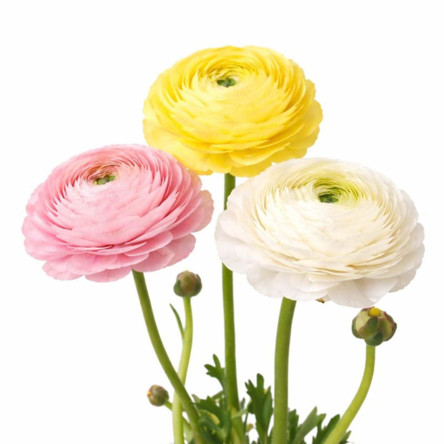 Easy to Grow Ranunculus Tecolote Pastel Mix 10 Flower Bulbs - Spring Pink Yellow & White Blooms in Sun, Carlsbad Flower Fields, Great for Cutting
