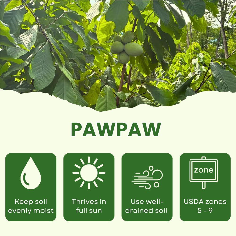 Set 2 Pawpaw Tree Live Plants, Paw Paw Bare Root Plant for Planting, Well Rooted, 8-12 Inches Tall, Sweet Fruit Tree for Garden