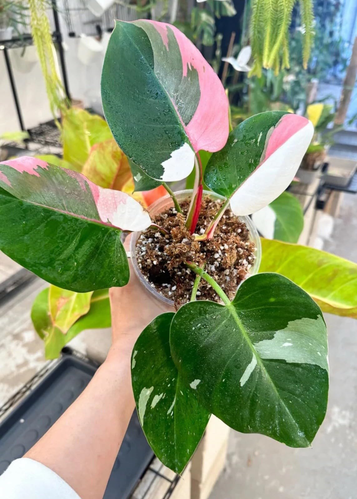 Live Plant - White Princess Pink Tricolor Half Moon Philodendron-Small Rooted Starter Plant