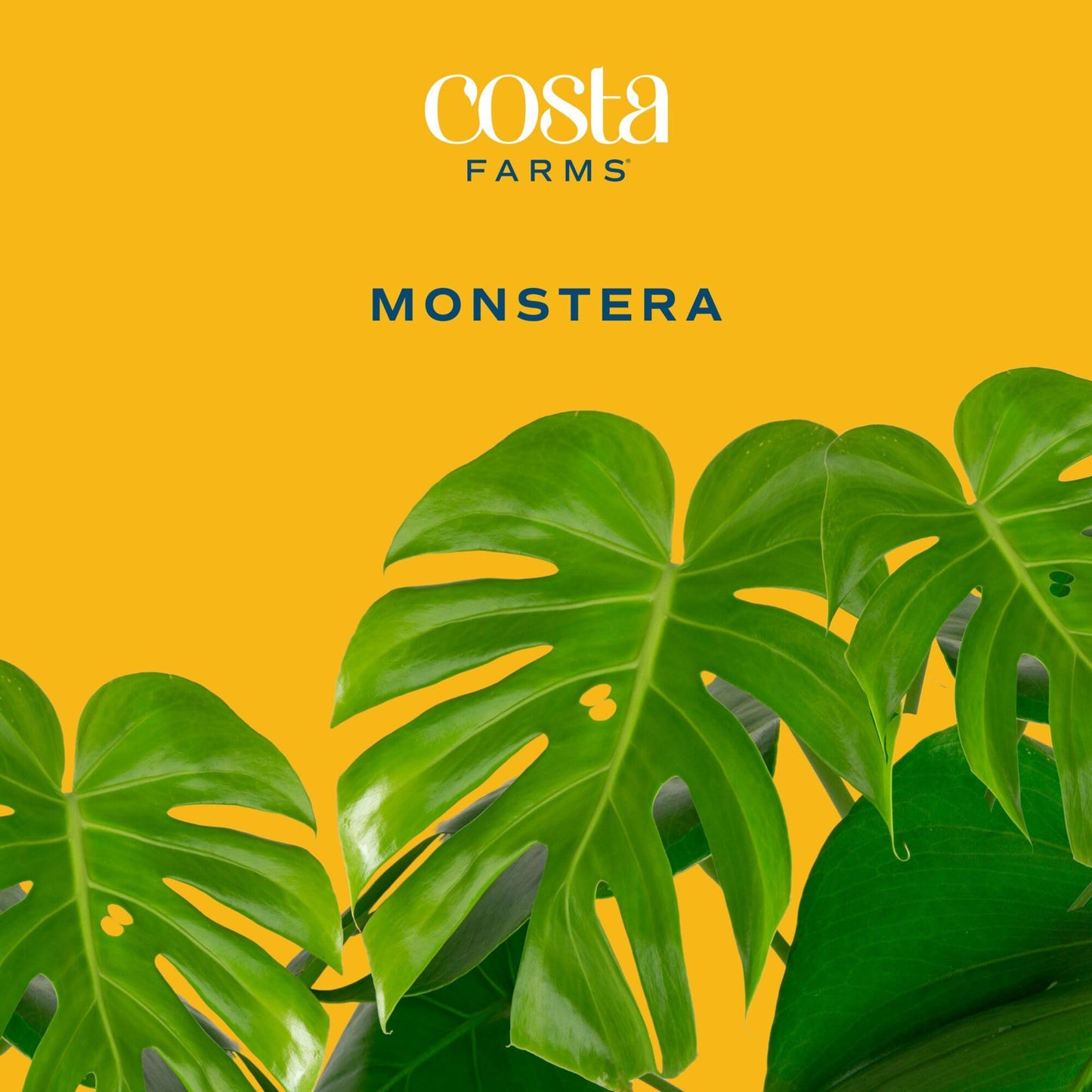 Costa Farms Monstera, Swiss Cheese Live Plant in Decorative Pot, Large Indoor Houseplant, Perfect for Home, Room, or Office Decor, Great House Warming or Birthday Gift, 2-3 Feet Tall