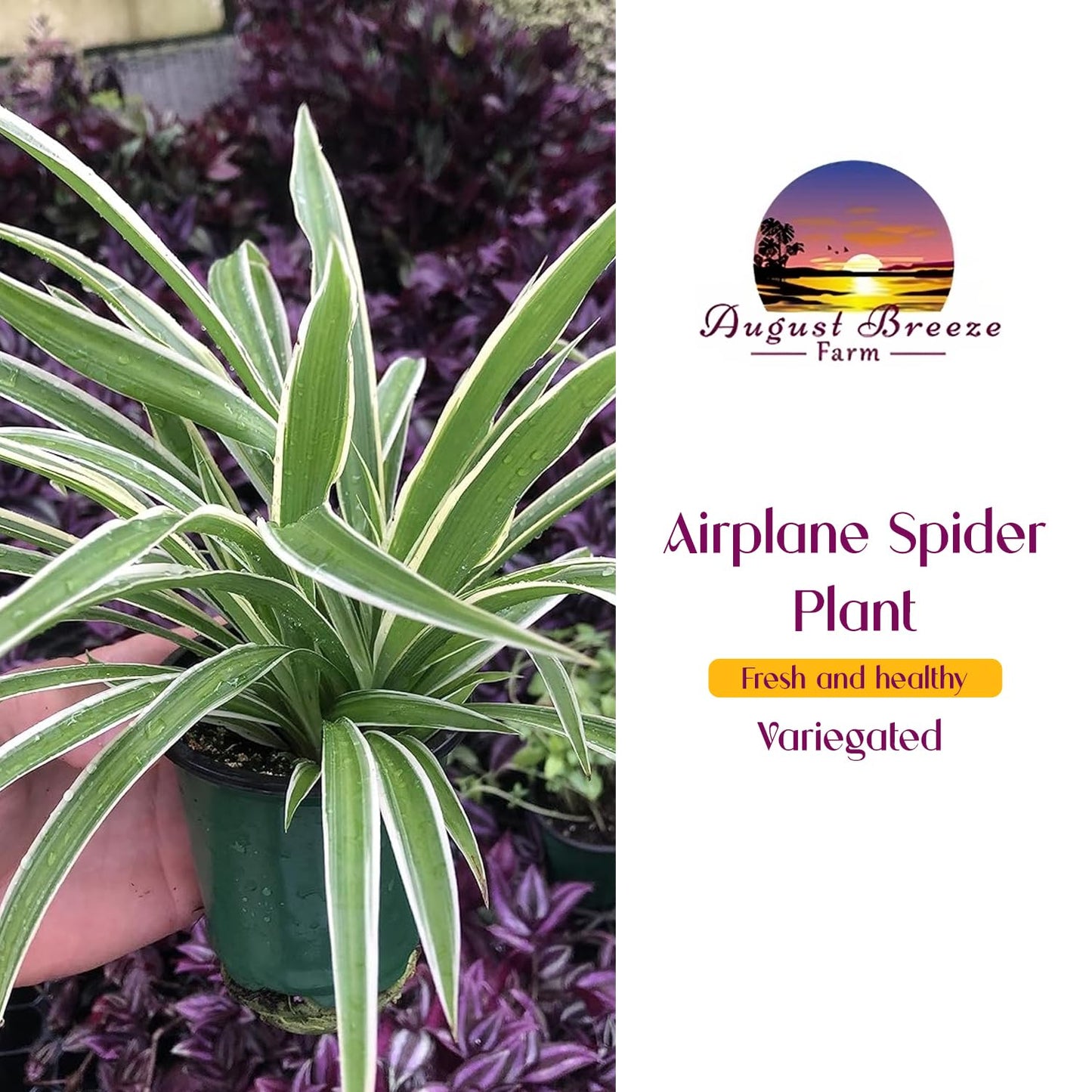Variegated Spider Plant 'Airplane' - Air-Purifying, Low Maintenance, Thrives in Home & Office - Perfect for Plant Enthusiasts - Live houseplant in Potting Soil