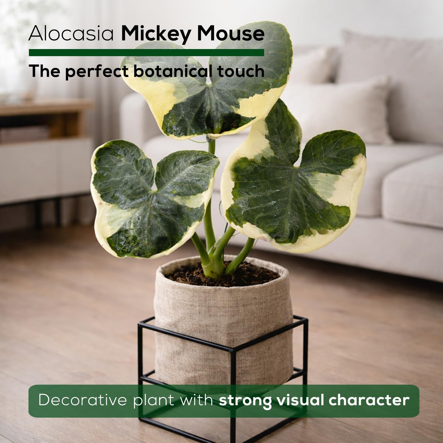 Alocasia Mickey Mouse (4 Pack) Live Plant,Rare Indoor Alocasia, Elephant Ear Houseplant,Unique Mickey Mouse Leaf Shape Plant,Tropical Houseplant Live, Starter Size Alocasia Plant for Indoor Home Decor