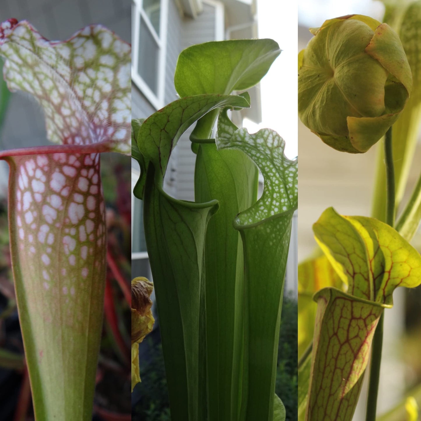Savage Gardeners Live Carnivorous Pitcher Plant Sarracenia - Flowering Sized, Beginner-Friendly, Comes Potted in 2.5'' Pot