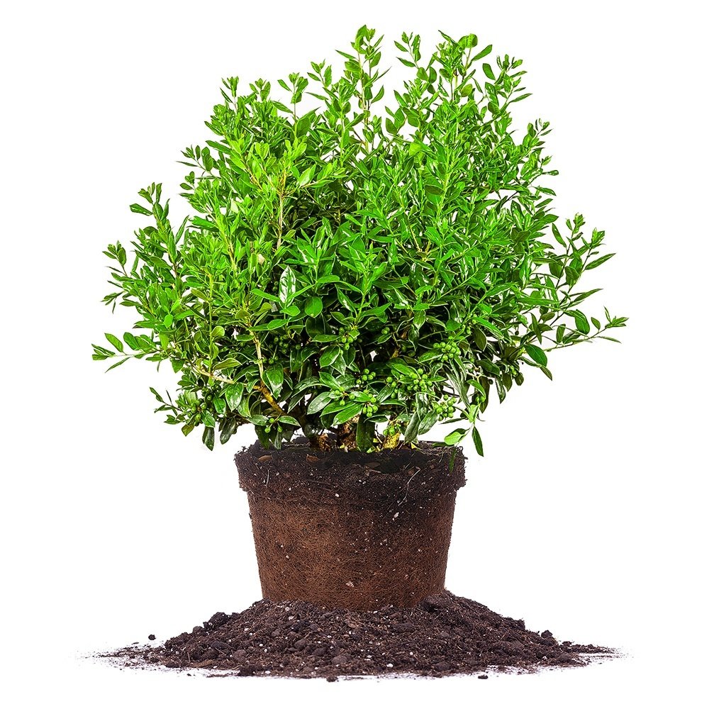 Needlepoint Holly - Size: 1 Gallon, Live Plant, Includes Special Blend Fertilizer & Planting Guide