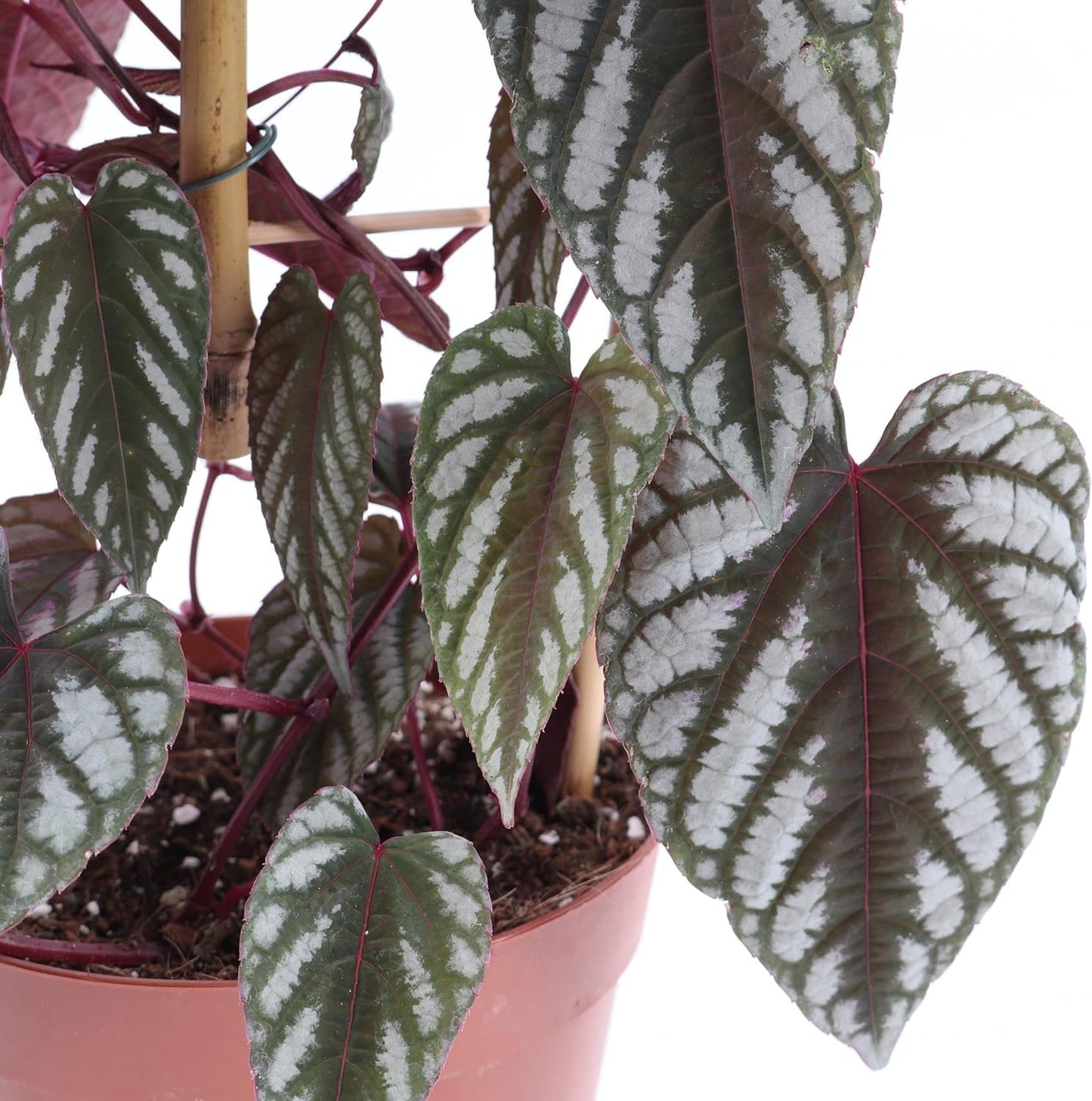 Rex Begonia Vine - 4 Live Starter Plants in 2 Inch Pots - Cissus Discolor - Extremely Rare and Beautiful Vining Indoor Houseplant - Air Purifying