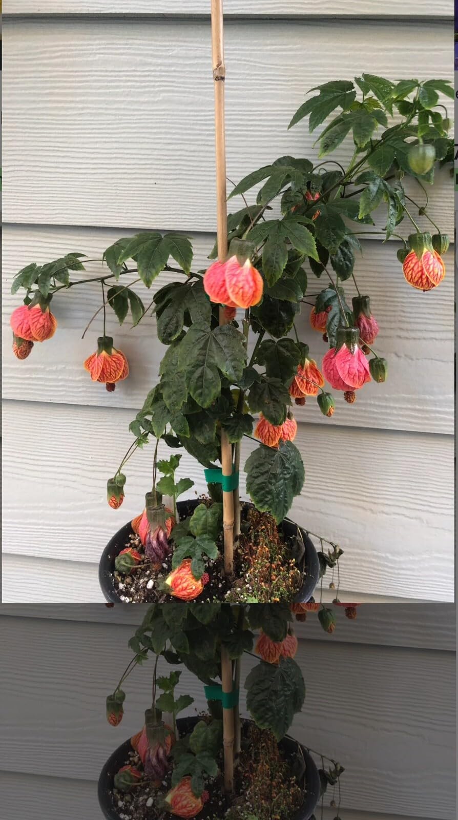 Live Plant - Tiger Eye Abutilon Flowering Maple Small Rooted Starter Plant