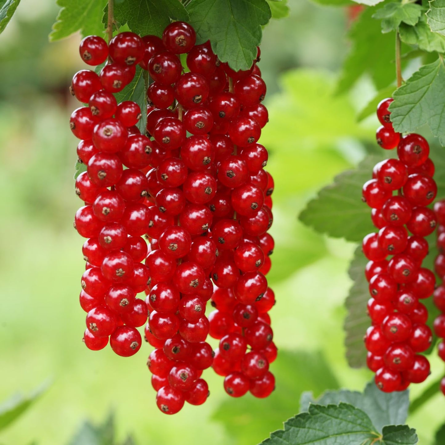 Red Currant Bush Live Plant Well Rooted, 1 Year Bare Root, Red Currant Berry Plant Live, Currant Tree